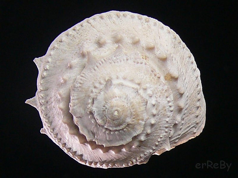 Astrea fimbriata ( Borson, 1821).JPG